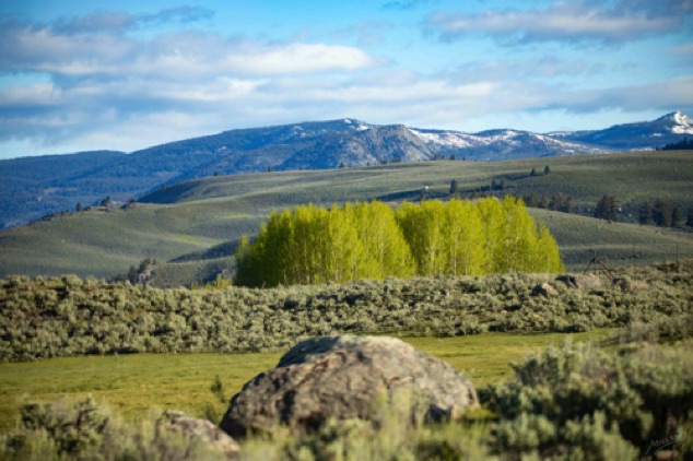 Yellowstone - Birch vista
44°54'35.148" N 
110°21'58.854" W